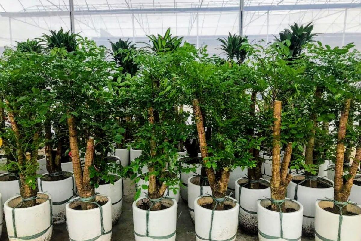 Cách chăm sóc cây hạnh phúc trong nhà: Đơn giản