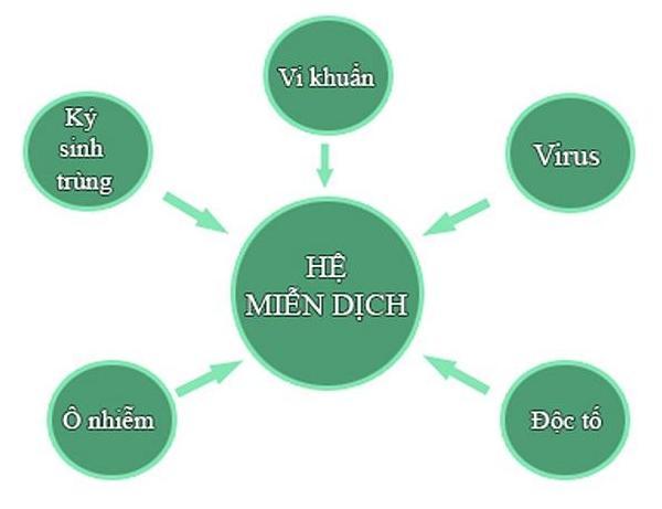 Tác dụng của nấm linh chi với sức khỏe khi được sử dụng đúng cách