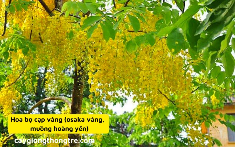 Cây bọ cạp vàng (muồng hoàng yến)