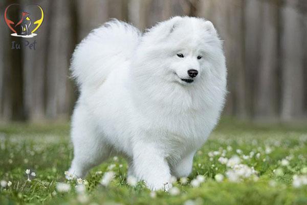 Chó Samoyed là một dòng chó cảnh trung quốc