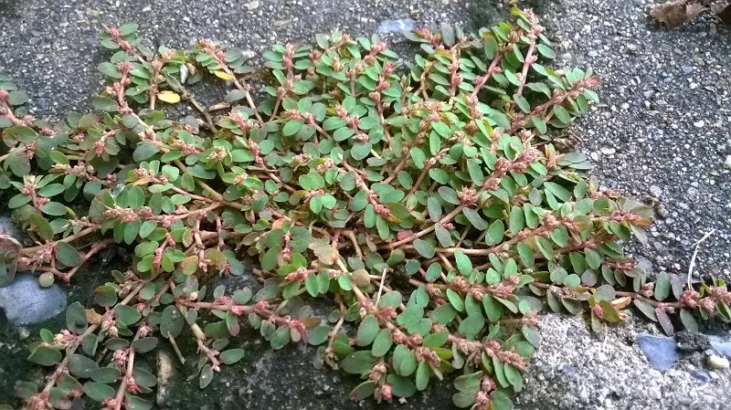 Cây cỏ sữa là gì? tác dụng của cây cỏ sữa có thể bạn chưa biết