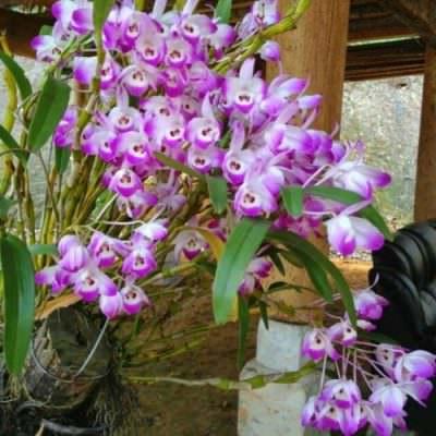 Cách trồng lan đùi gà chi tiết nhất cho người mới chơi