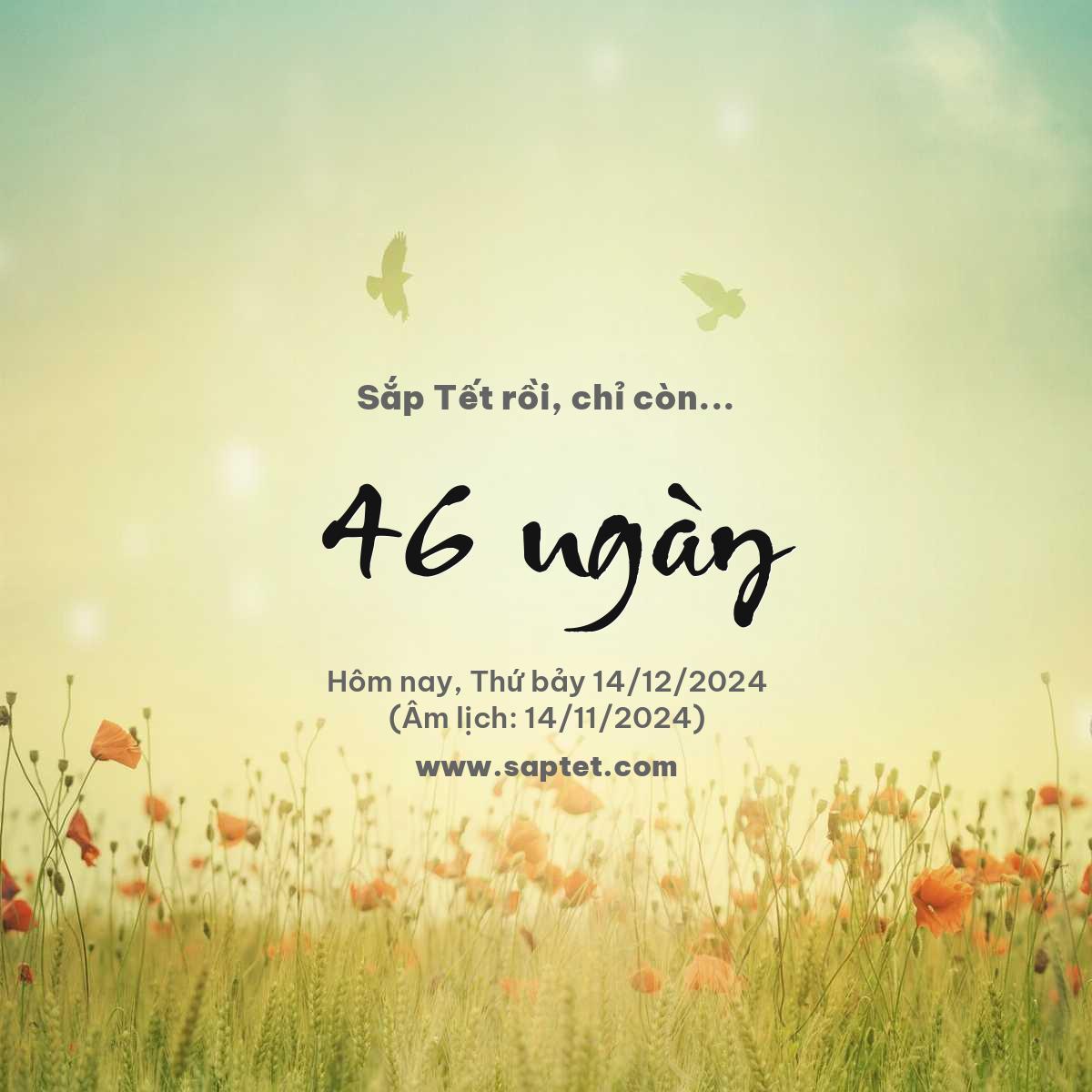 Còn bao nhiêu ngày nữa đến Tết Nguyên đán?