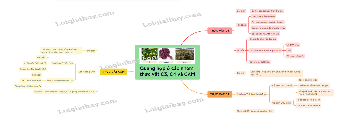 Lý thuyết quang hợp ở thực vật C3, C4 và CAM sinh học 11</>