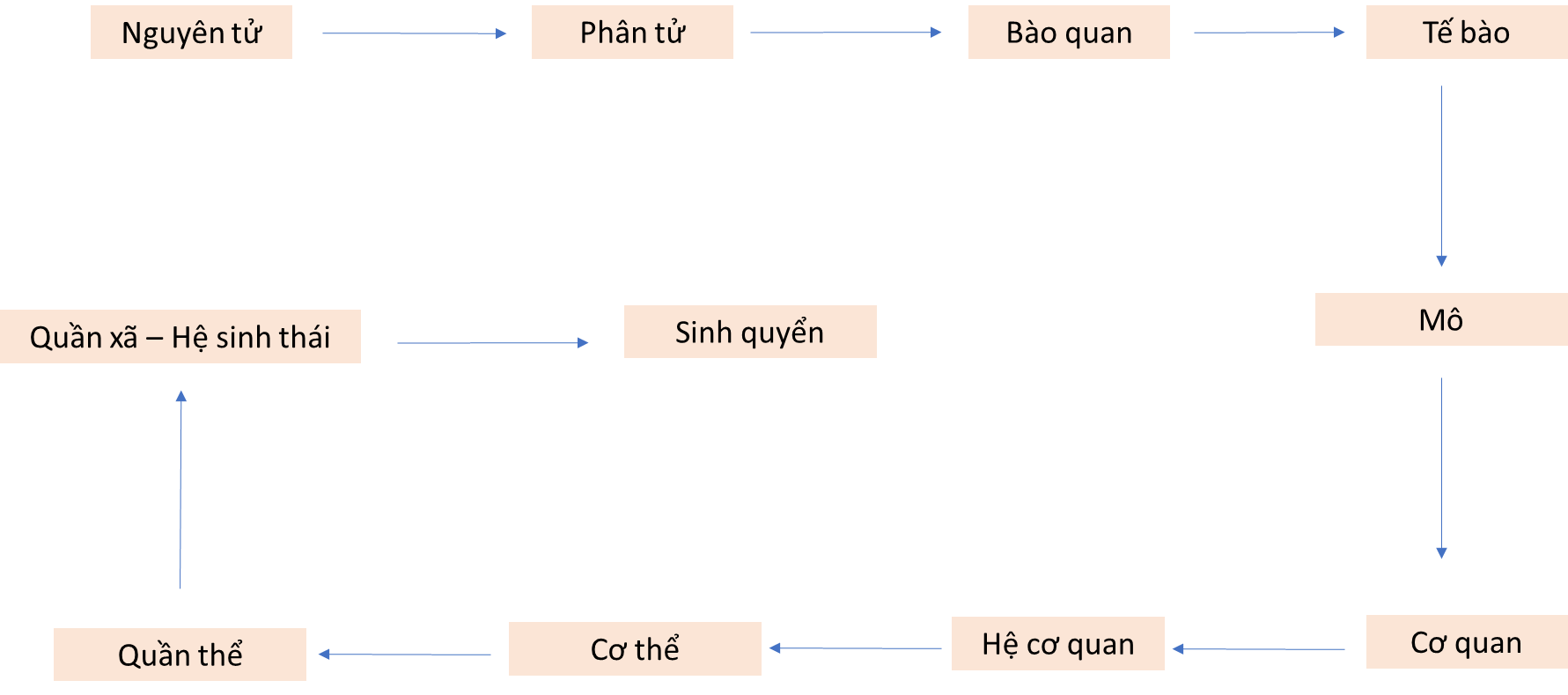 Lý thuyết Sinh 10 Chân trời sáng tạo Bài 3: Các cấp độ tổ chức của thế giới sống