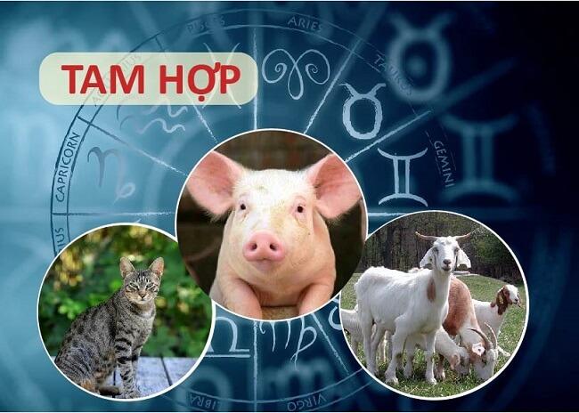 Tam hợp tuổi Mão là gì? Những kiến thức cần biết về tam hợp tuổi Mão