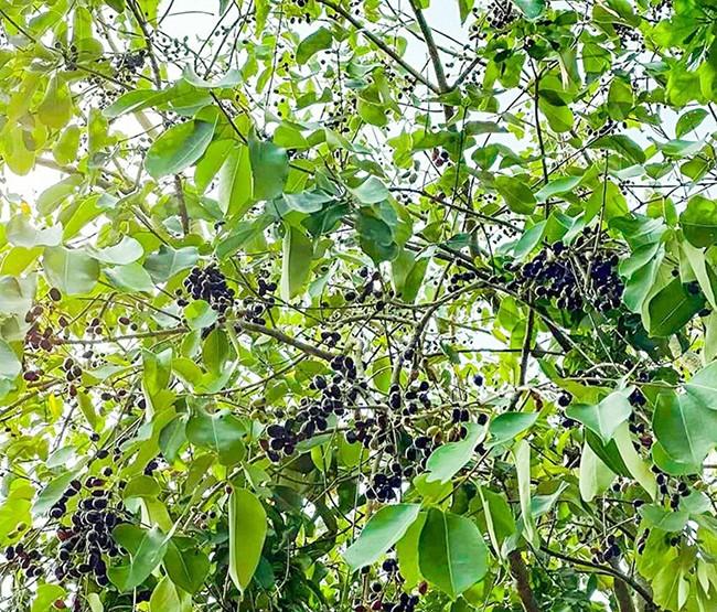 Loại quả xưa không ai ngó ngàng, giờ thành đặc sản mùa hè, bao người thích mê vì lạ lẫm