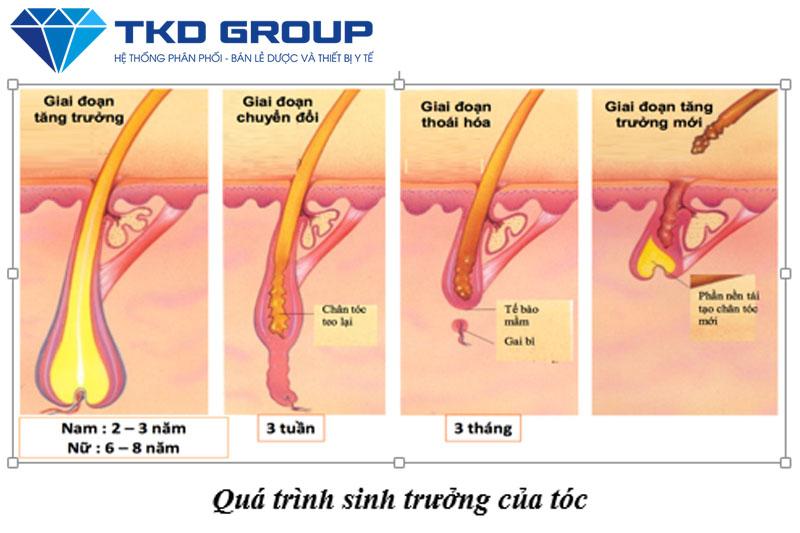 Quá trình phát triển của tóc