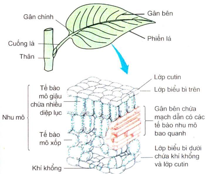 Cấu tạo của lá