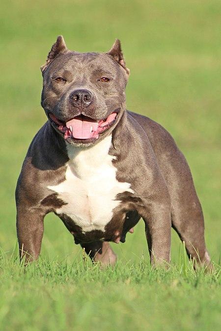 Chó Bully Mỹ
