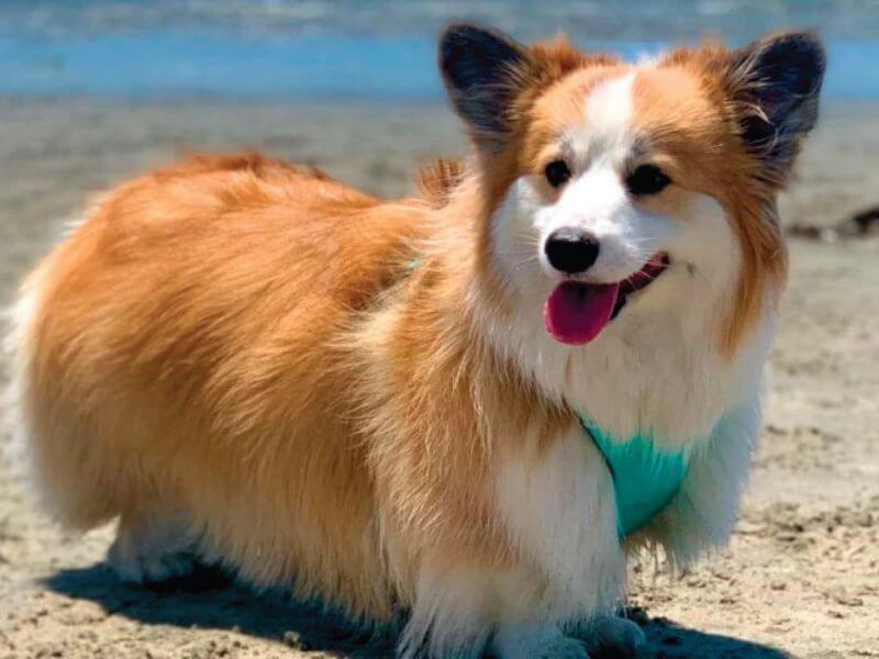 Chó Corgi lông dài