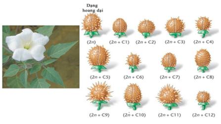 Lý thuyết Sinh học 9 Bài 23: Đột biến số lượng nhiễm sắc thể (ảnh 1)