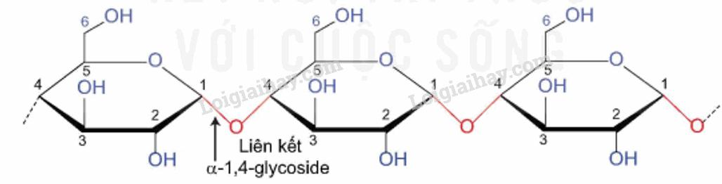 Lý thuyết Tinh bột và cellulose - Hóa 12 Kết nối tri thức</>