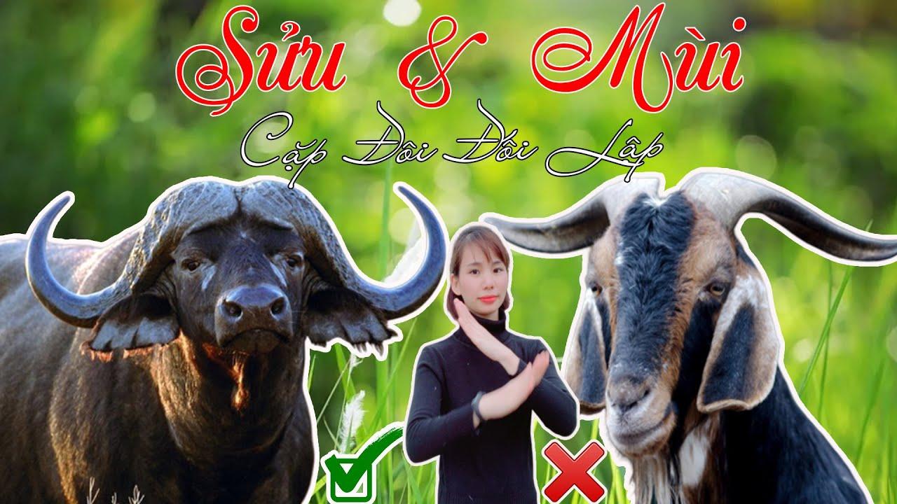 Tuổi Sửu với Tuổi Mùi Có Hợp Nhau Không? Tìm Hiểu Sự Tương Hợp Trong Tình Yêu và Cuộc Sống