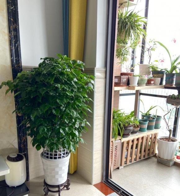 cây hạnh phúc phúc, chăm sóc cây cảnh, kinh nghiệm trồng cây cảnh