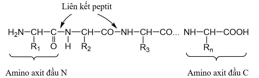 Cấu tạo phân tử peptit và protein
