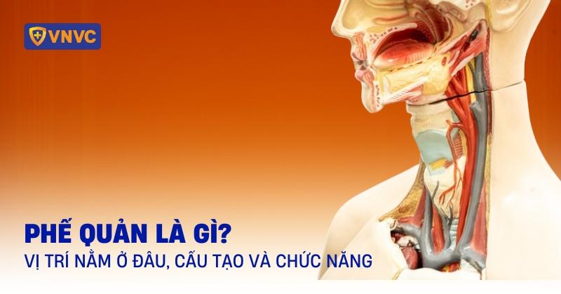 Phế quản là gì