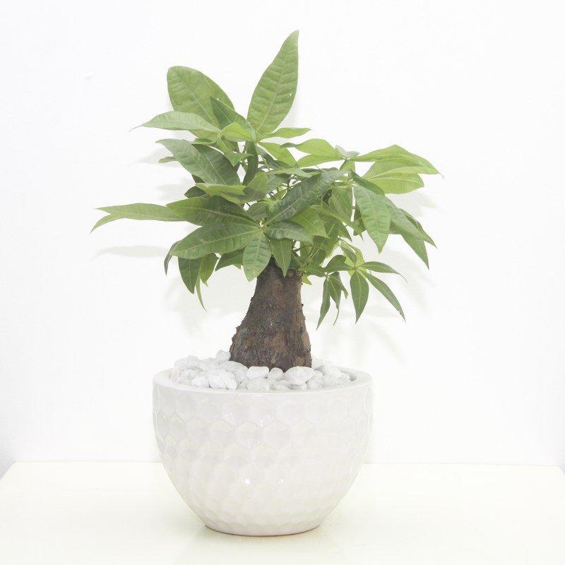 Điều ít biết về cây Kim Ngân