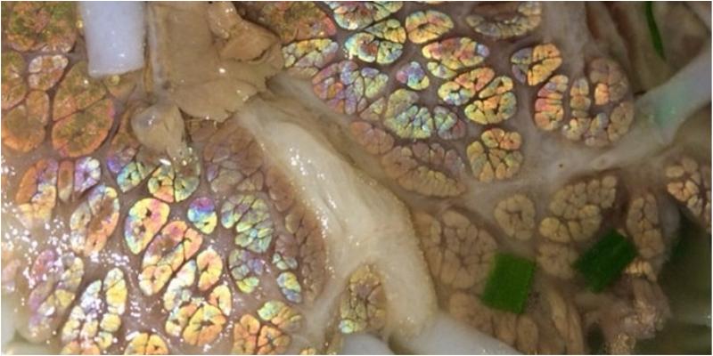 Vì sao có những miếng thịt bò lại ánh lên nhiều màu sắc như cầu vồng?