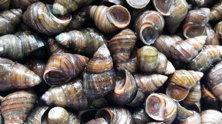 Mẹo ngâm ốc nhanh nhả bùn đất