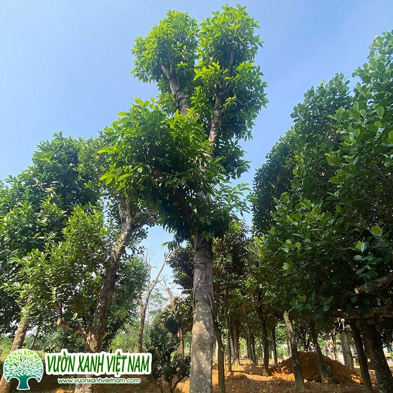 Cây Ngọc Lan (Ngọc Lan Trắng)