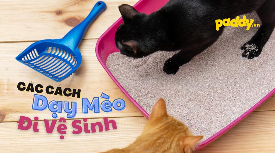 Cách Dạy Mèo Không Đi Vệ Sinh Bậy