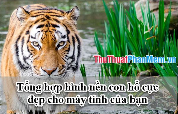 Bộ sưu tập hình nền hổ ấn tượng dành cho máy tính của bạn