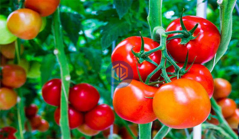 Trồng cà chua bao lâu thu hoạch? Những lưu ý khi thu hoạch cà chua
