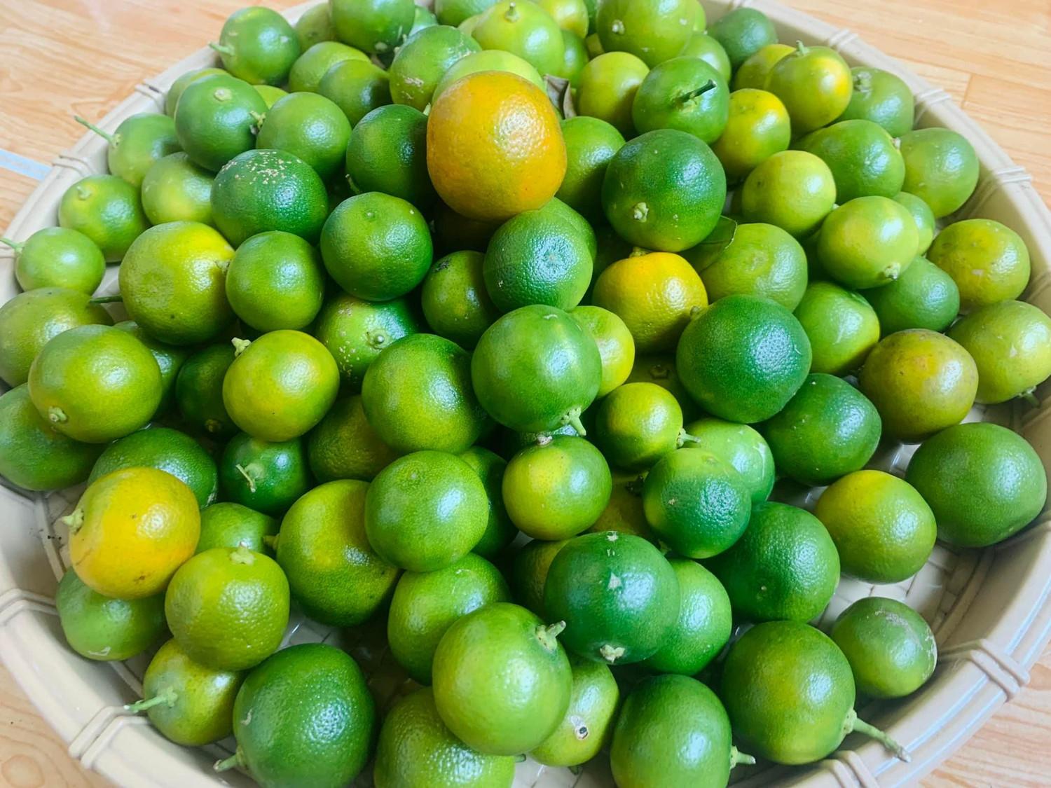 Chọn quất chín không nên xanh quá.