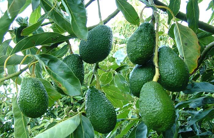 Trồng cây bơ bao lâu có trái?  Các giống bơ phổ biến nên trồng