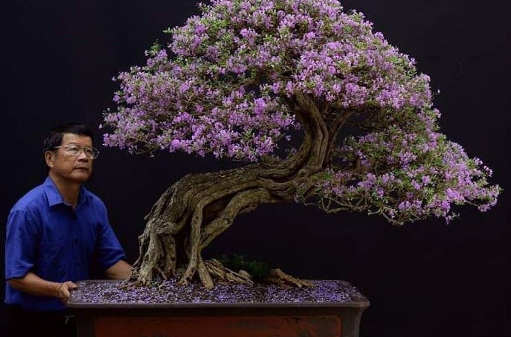Cây Linh Sam