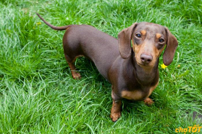 Chó lạp xưởng Dachshund thuần chủng chân ngắn giá rẻ