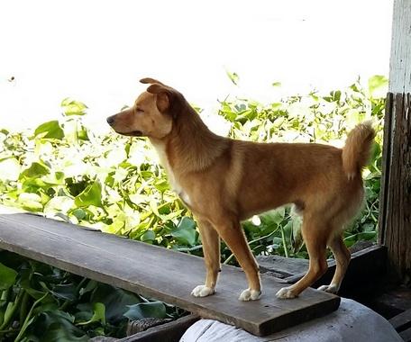 Chó- loài vật trung thành.