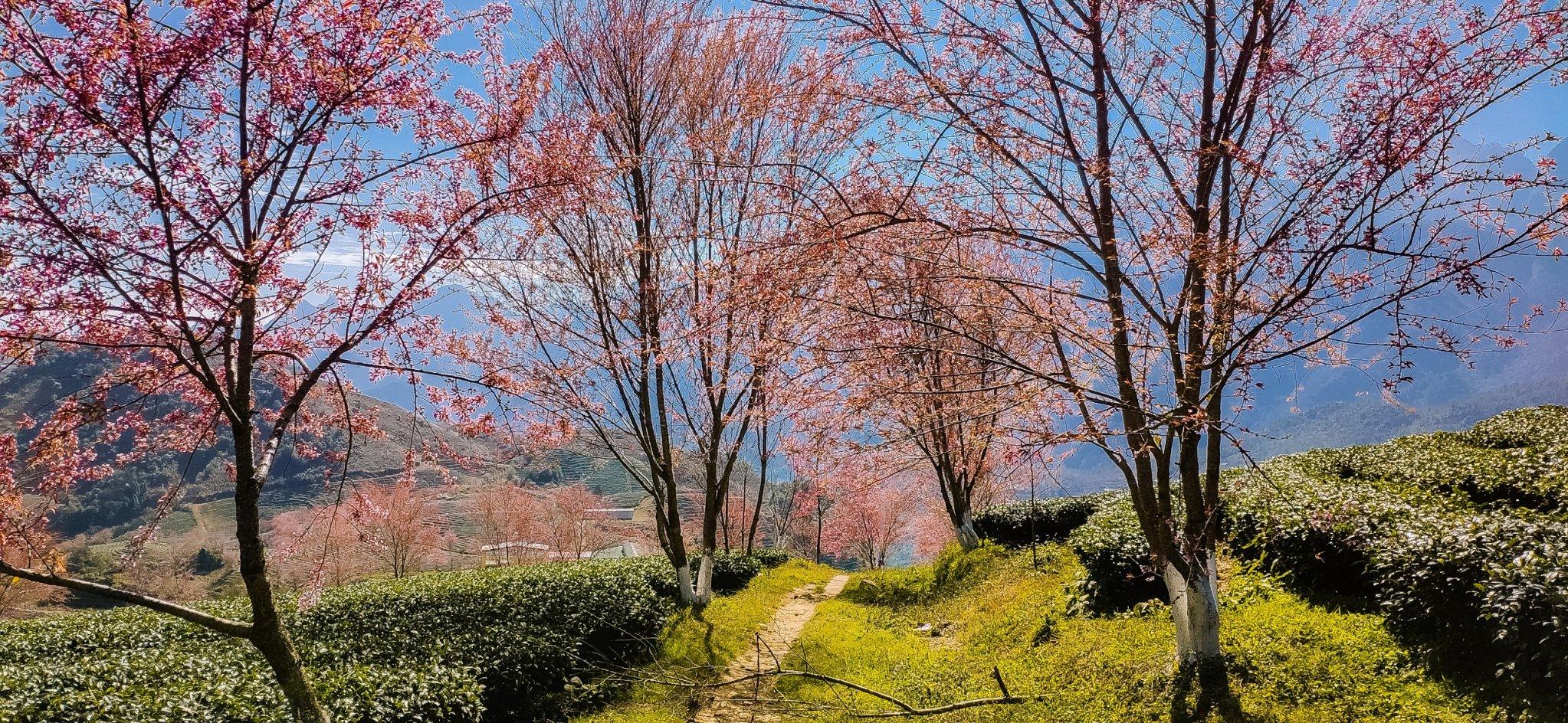 Đồi chè Ô Quý Hồ