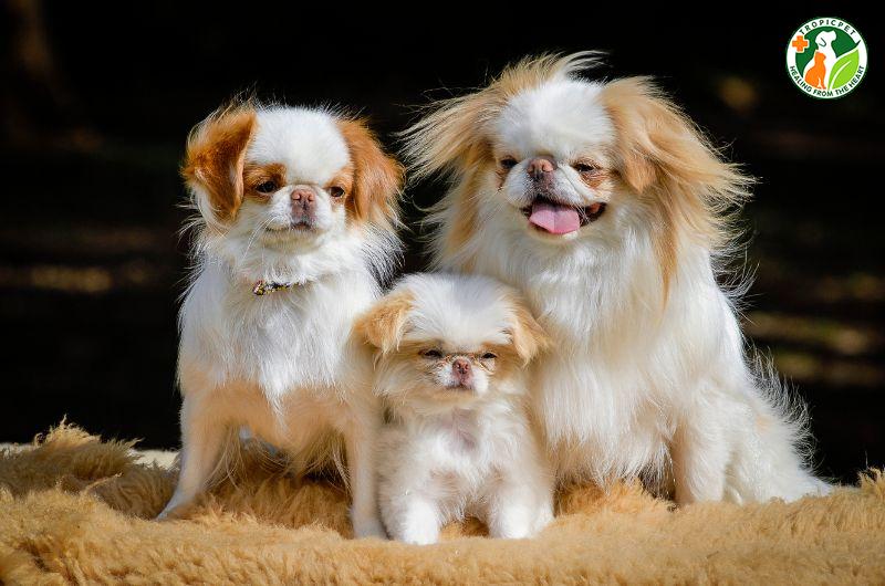 Chó Nhật lông xù (Japanese Chin) – Thú cưng của quý tộc Nhật Bản