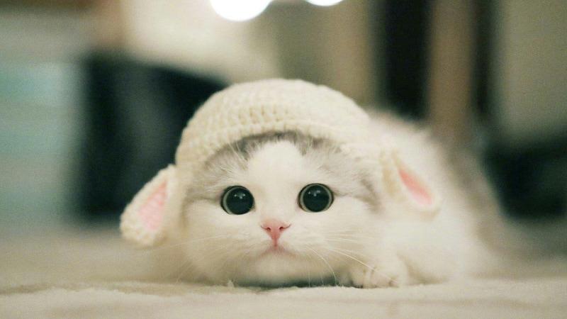 Tải ảnh mèo cute, đáng yêu, ngộ nghĩnh nhất