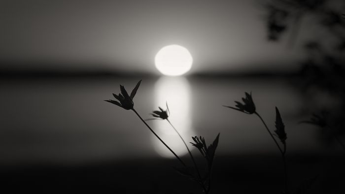 Những hình ảnh thỏ chibi dễ thương và tuyệt đẹp