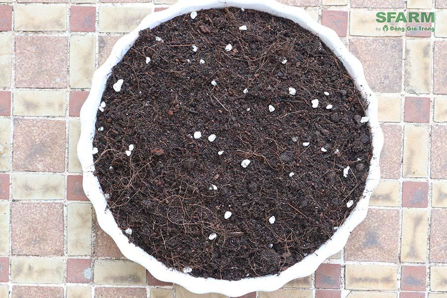 Đất trồng hoa kiểng SFARM