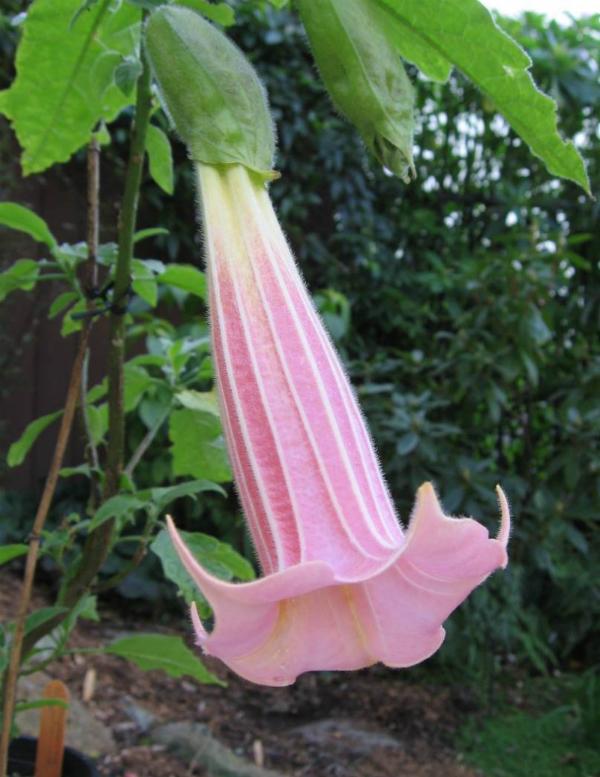 10 loài hoa ‘tử thần’ trên thế giới