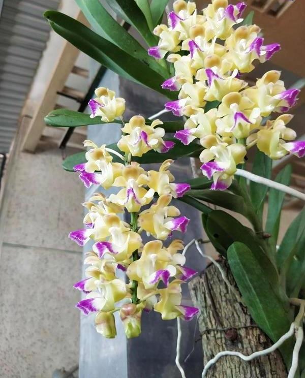 Phân biệt lan hoàng nhạn, bạch nhạn và hồng nhạn