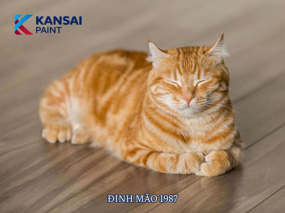 Màu Sơn Nhà Hợp Tuổi Đinh Mão Giúp Thu Hút Tài Lộc May Mắn