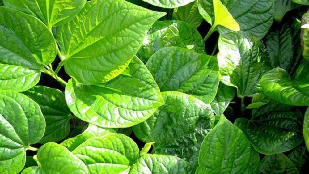 Công dụng của cây lá lốt