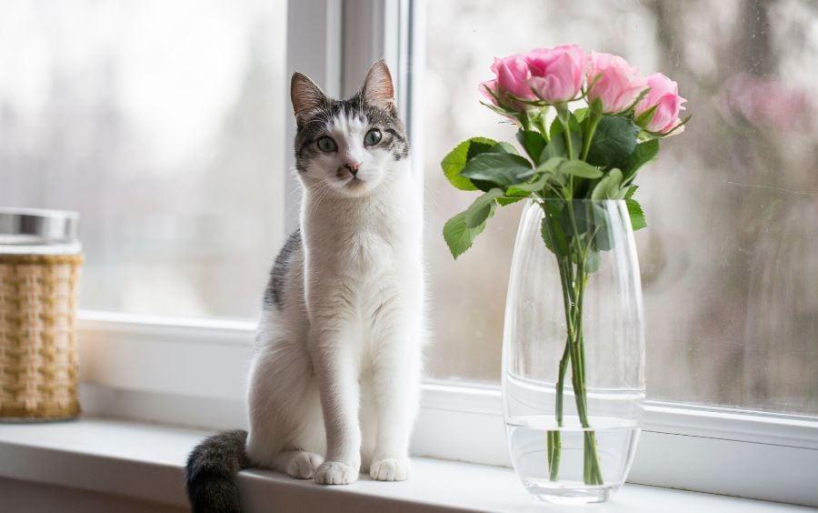 200+ tên mèo dễ thương khiến ai cũng phải tan chảy!