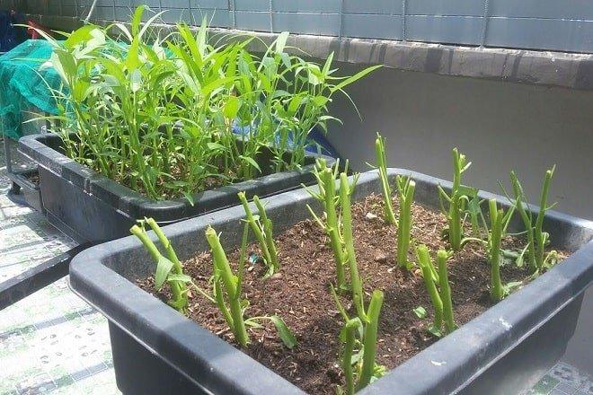 Chỉ mẹ cách giâm rau muống bằng cành, sau 2 tuần là có rau non mơn mởn thu hoạch