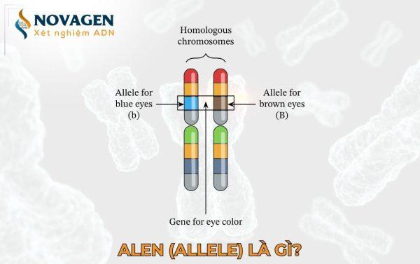 Alen (Allele) là gì?