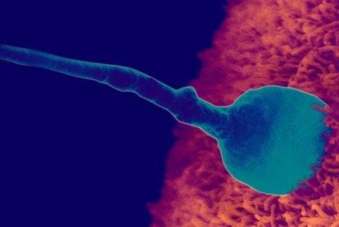 Quá trình thụ thai diễn ra như thế nào và trong bao lâu?