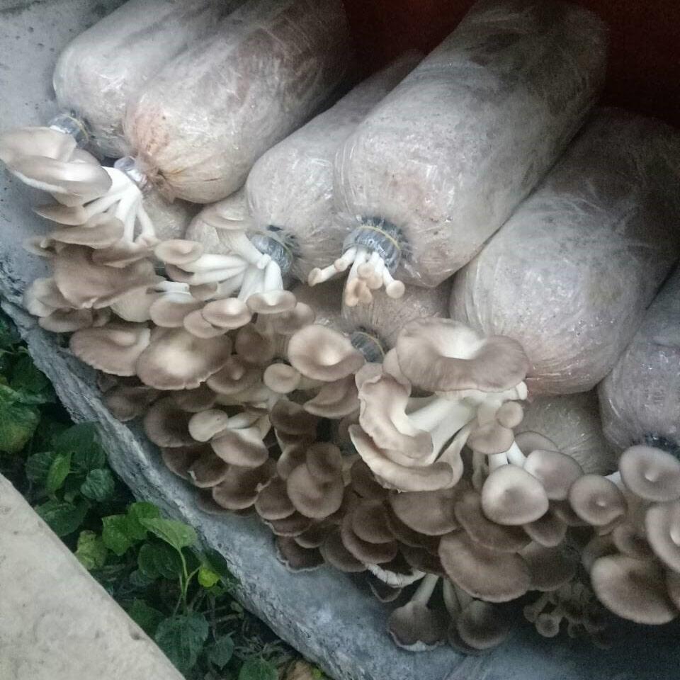 Bịch giống trồng nấm BÀO NGƯ XÁM bịch lớn (thùng 9 bịch)