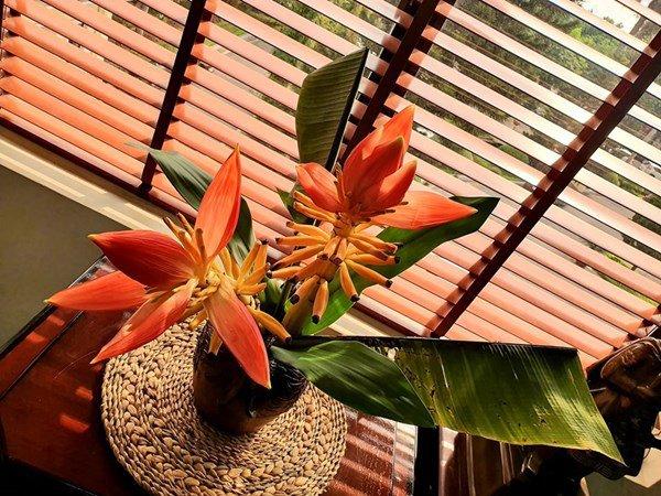 Những loại hoa cắm Tết bền 2 tuần, chơi chán chê vẫn chưa thối, chưa hỏng - 2