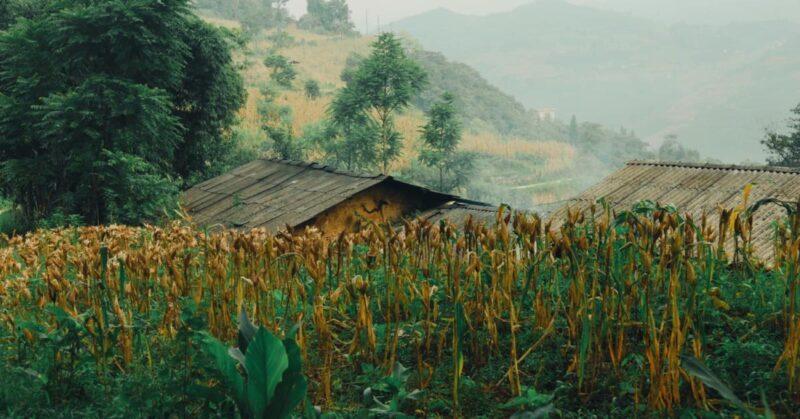 Nét Mộc Mạc Trong Hình Ảnh Ngôi Nhà Tranh Vẽ