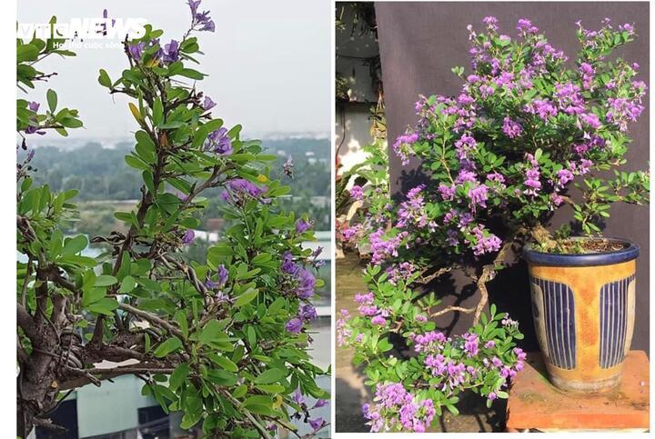 Cây linh sam có ý nghĩa phong thủy tốt đẹp. (Hình minh họa)
